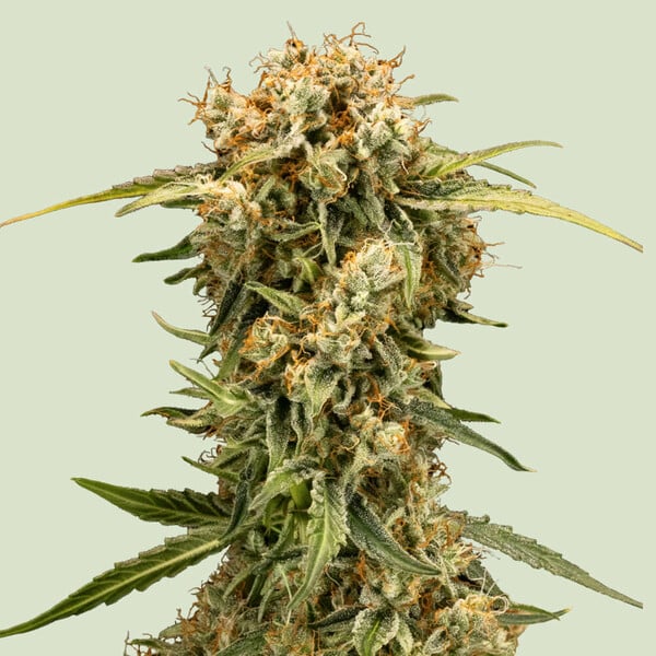 medusa-f1_RQS_Semenacannabis_cz